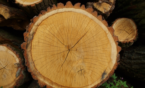 Holz im Querschnitt